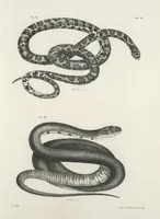 An illustration from Zoology of New York; or, The New York fauna [Series: Natural history of New York] (1842)
