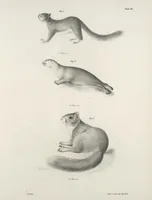 An illustration from Zoology of New York; or, The New York fauna [Series: Natural history of New York] (1842)