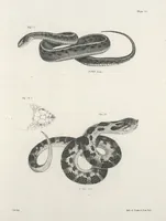 An illustration from Zoology of New York; or, The New York fauna [Series: Natural history of New York] (1842)