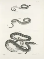 Picture 191 of 336 from Zoology of New York; or, The New York fauna [Series: Natural history of New York] (1842), leaf 191