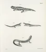 An illustration from Zoology of New York; or, The New York fauna [Series: Natural history of New York] (1842)