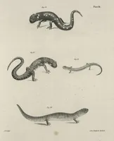 Picture 193 of 336 from Zoology of New York; or, The New York fauna [Series: Natural history of New York] (1842), leaf 193