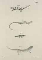 An illustration from Zoology of New York; or, The New York fauna [Series: Natural history of New York] (1842)