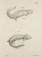 An illustration from Zoology of New York; or, The New York fauna [Series: Natural history of New York] (1842)