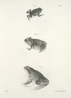 An illustration from Zoology of New York; or, The New York fauna [Series: Natural history of New York] (1842)