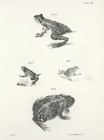 An illustration from Zoology of New York; or, The New York fauna [Series: Natural history of New York] (1842)