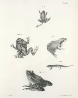 An illustration from Zoology of New York; or, The New York fauna [Series: Natural history of New York] (1842)