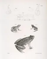 An illustration from Zoology of New York; or, The New York fauna [Series: Natural history of New York] (1842)