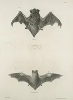 An illustration from Zoology of New York; or, The New York fauna [Series: Natural history of New York] (1842)