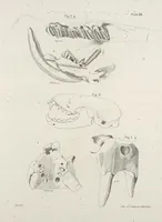 An illustration from Zoology of New York; or, The New York fauna [Series: Natural history of New York] (1842)