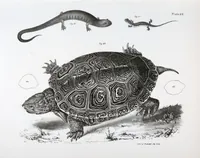 Picture 200 of 336 from Zoology of New York; or, The New York fauna [Series: Natural history of New York] (1842), leaf 200