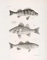 Picture 202 of 336 from Zoology of New York; or, The New York fauna [Series: Natural history of New York] (1842), leaf 202