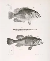 An illustration from Zoology of New York; or, The New York fauna [Series: Natural history of New York] (1842)