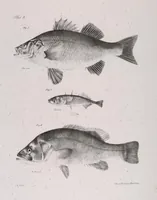 Picture 204 of 336 from Zoology of New York; or, The New York fauna [Series: Natural history of New York] (1842), leaf 204