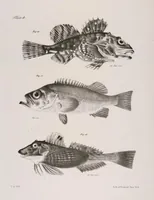 An illustration from Zoology of New York; or, The New York fauna [Series: Natural history of New York] (1842)