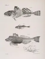 An illustration from Zoology of New York; or, The New York fauna [Series: Natural history of New York] (1842)