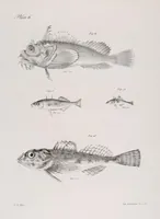Picture 207 of 336 from Zoology of New York; or, The New York fauna [Series: Natural history of New York] (1842), leaf 207