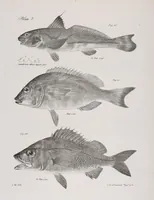 Picture 208 of 336 from Zoology of New York; or, The New York fauna [Series: Natural history of New York] (1842), leaf 208