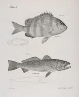 An illustration from Zoology of New York; or, The New York fauna [Series: Natural history of New York] (1842)