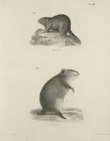 Picture 21 of 336 from Zoology of New York; or, The New York fauna [Series: Natural history of New York] (1842), leaf 21