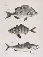 Picture 210 of 336 from Zoology of New York; or, The New York fauna [Series: Natural history of New York] (1842), leaf 210