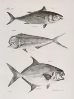 Picture 211 of 336 from Zoology of New York; or, The New York fauna [Series: Natural history of New York] (1842), leaf 211