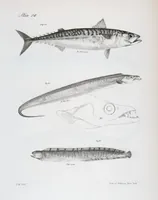 An illustration from Zoology of New York; or, The New York fauna [Series: Natural history of New York] (1842)
