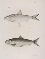 An illustration from Zoology of New York; or, The New York fauna [Series: Natural history of New York] (1842)