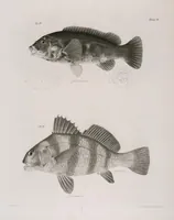 Picture 215 of 336 from Zoology of New York; or, The New York fauna [Series: Natural history of New York] (1842), leaf 215