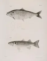 An illustration from Zoology of New York; or, The New York fauna [Series: Natural history of New York] (1842)