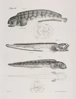 An illustration from Zoology of New York; or, The New York fauna [Series: Natural history of New York] (1842)