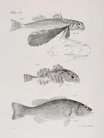 Picture 218 of 336 from Zoology of New York; or, The New York fauna [Series: Natural history of New York] (1842), leaf 218