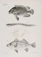An illustration from Zoology of New York; or, The New York fauna [Series: Natural history of New York] (1842)