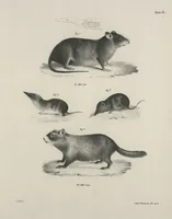 An illustration from Zoology of New York; or, The New York fauna [Series: Natural history of New York] (1842)