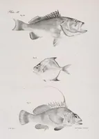 Picture 220 of 336 from Zoology of New York; or, The New York fauna [Series: Natural history of New York] (1842), leaf 220