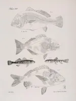An illustration from Zoology of New York; or, The New York fauna [Series: Natural history of New York] (1842)