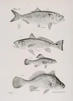 An illustration from Zoology of New York; or, The New York fauna [Series: Natural history of New York] (1842)