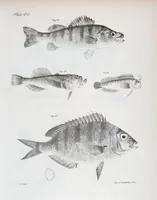Picture 223 of 336 from Zoology of New York; or, The New York fauna [Series: Natural history of New York] (1842), leaf 223
