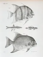 An illustration from Zoology of New York; or, The New York fauna [Series: Natural history of New York] (1842)