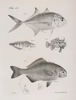 An illustration from Zoology of New York; or, The New York fauna [Series: Natural history of New York] (1842)