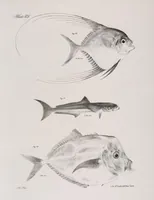 An illustration from Zoology of New York; or, The New York fauna [Series: Natural history of New York] (1842)