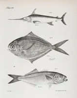 An illustration from Zoology of New York; or, The New York fauna [Series: Natural history of New York] (1842)