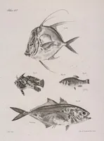 Picture 228 of 336 from Zoology of New York; or, The New York fauna [Series: Natural history of New York] (1842), leaf 228