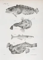 An illustration from Zoology of New York; or, The New York fauna [Series: Natural history of New York] (1842)
