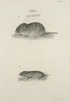 An illustration from Zoology of New York; or, The New York fauna [Series: Natural history of New York] (1842)