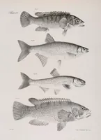 Picture 230 of 336 from Zoology of New York; or, The New York fauna [Series: Natural history of New York] (1842), leaf 230