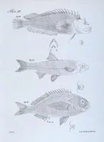 Picture 231 of 336 from Zoology of New York; or, The New York fauna [Series: Natural history of New York] (1842), leaf 231