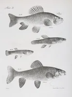 Picture 232 of 336 from Zoology of New York; or, The New York fauna [Series: Natural history of New York] (1842), leaf 232