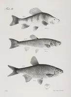 An illustration from Zoology of New York; or, The New York fauna [Series: Natural history of New York] (1842)