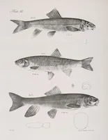 An illustration from Zoology of New York; or, The New York fauna [Series: Natural history of New York] (1842)